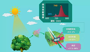 “天空地”一体化下的日光诱导叶绿素荧光